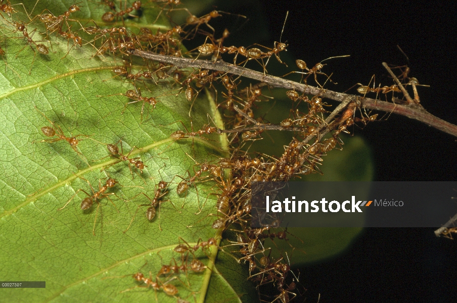 Hormiga tejedora (Oecophylla longinoda) Colonia escalada sobre las hojas para llegar a nuevas zonas 