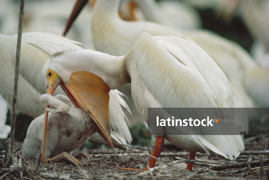 Pelícano de blanco americano (Pelecanus erythrorhynchos) alimentación a joven, Dakota del norte