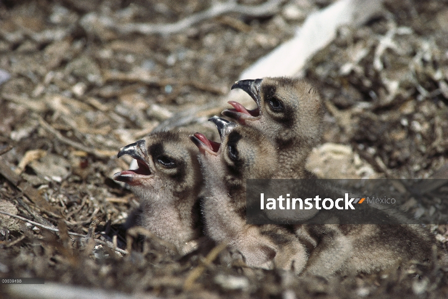 Pollos de águila pescadora (Pandion haliaetus) en el nido, México