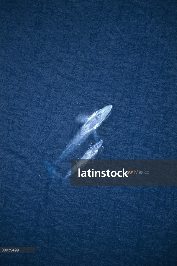 Ballena azul (Balaenoptera musculus) madre y el becerro, canal de Santa Bárbara, California