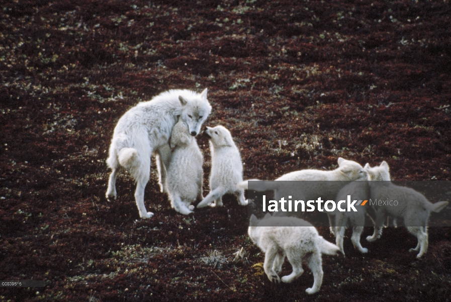 Padre lobo Ártico (Canis lupus) y seis cachorros, isla de Ellesmere, Nunavut, Canadá