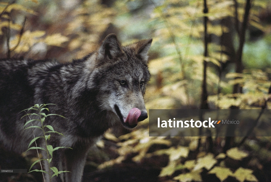 Lobo (lupus de Canis) lamiendo sus labios, Minnesota