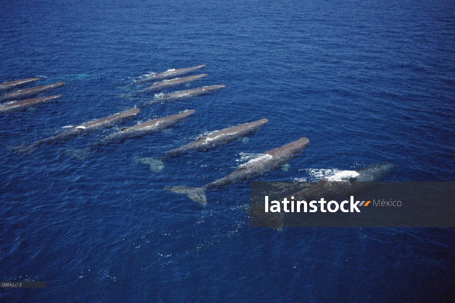 Cachalote (Physeter macrocephalus) grupo, Galápagos, Ecuador