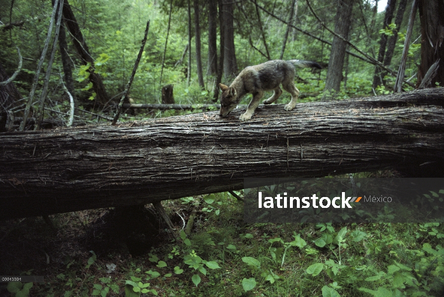 Lobo (Canis lupus) cachorro cruce caído registro forestal, América del norte