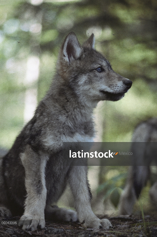 Retrato de cachorro de lobo (Canis lupus), Minnesota