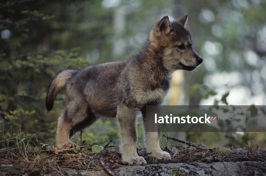 Cachorro de lobo (Canis lupus) en el bosque, Minnesota