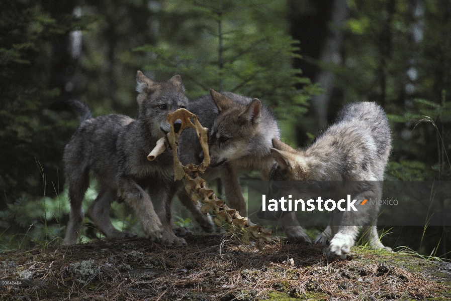 Cachorros de lobo (Canis lupus) jugando con huesos, Minnesota