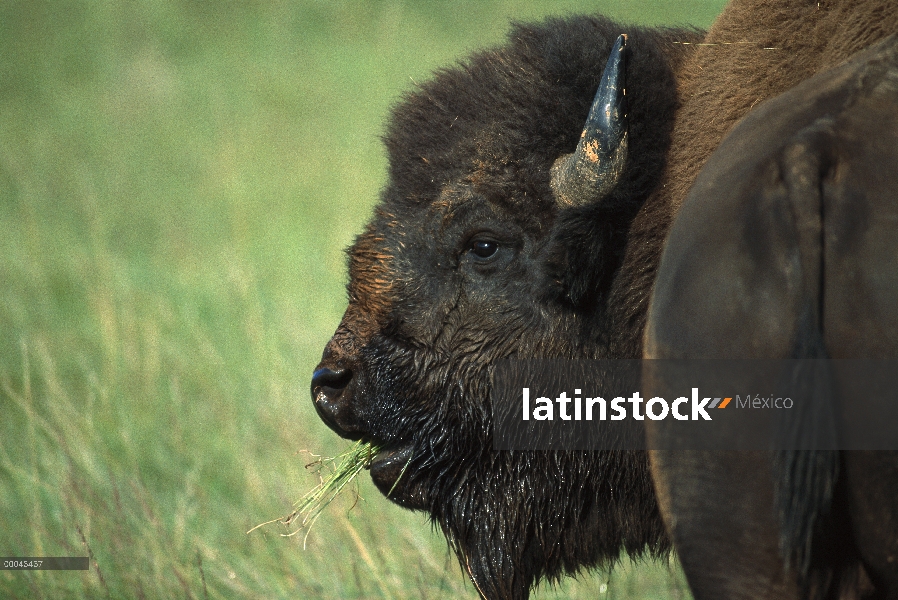 Bisonte americano (bisonte del bisonte) pastoreo de pradera, Dakota del sur