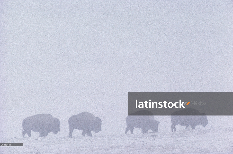 Grupo Bisonte americano (bisonte del bisonte) caminando por el sendero en una tormenta de nieve, pra