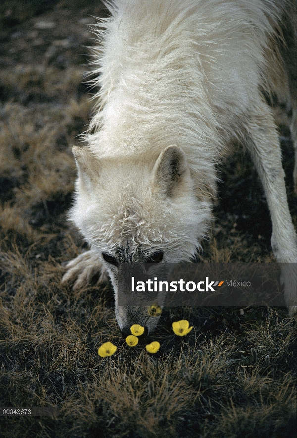 Lobo Ártico (Canis lupus) Alfa macho denominado Buster, que huele a flores de Ártico la amapola (Pap