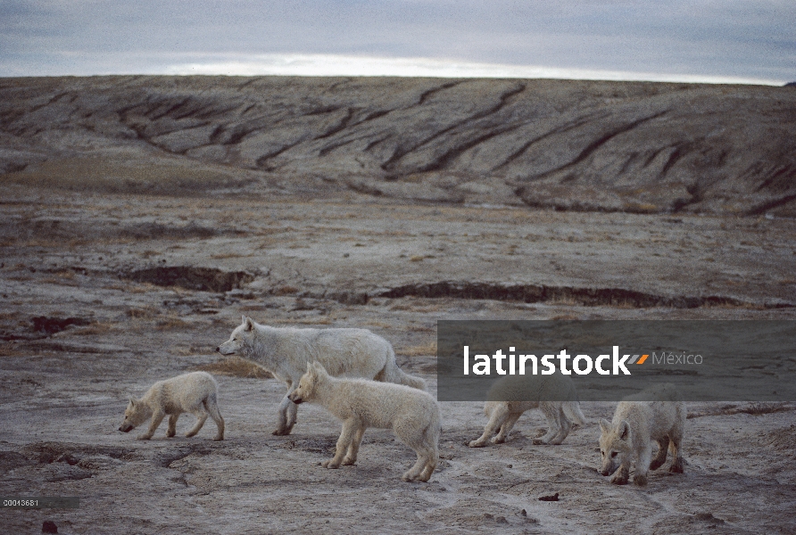 Adulto de lobo Ártico (Canis lupus) con cuatro cachorros, isla de Ellesmere, Nunavut, Canadá