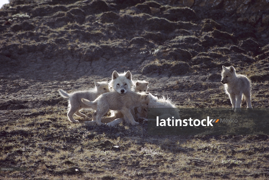 Padre lobo Ártico (Canis lupus) rodeado por jugar PUP, isla de Ellesmere, Nunavut, Canadá