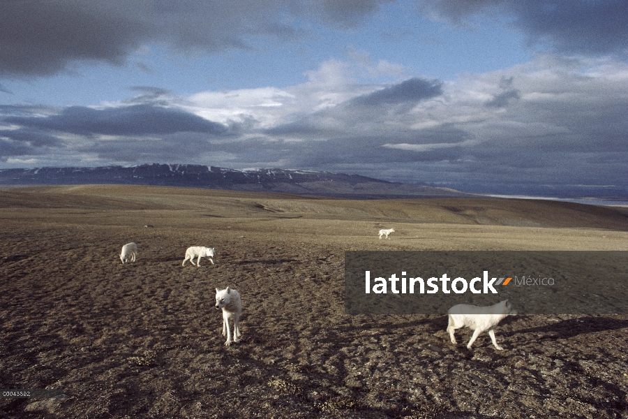 Paquete de lobo Ártico (Canis lupus), isla de Ellesmere, Nunavut, Canadá