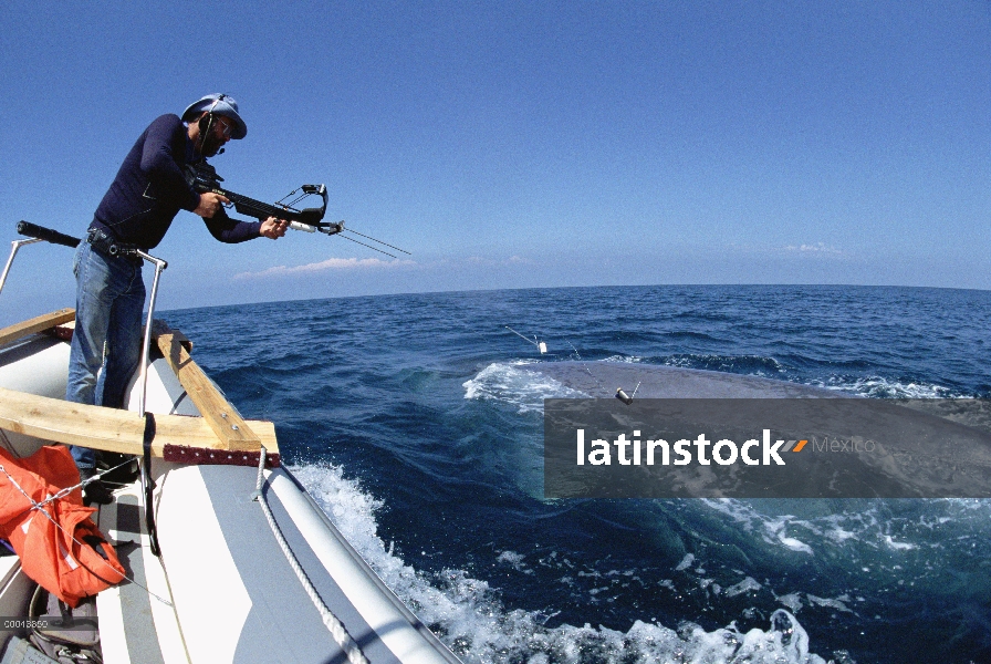 Ballena azul (Balaenoptera musculus) con el investigador Bruce Mate intentando conectar satélite eti