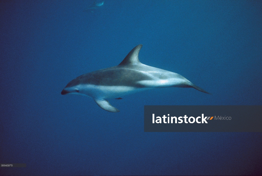 Delfín oscuro (Lagenorhynchus obscurus) nadar bajo el agua, Nueva Zelanda