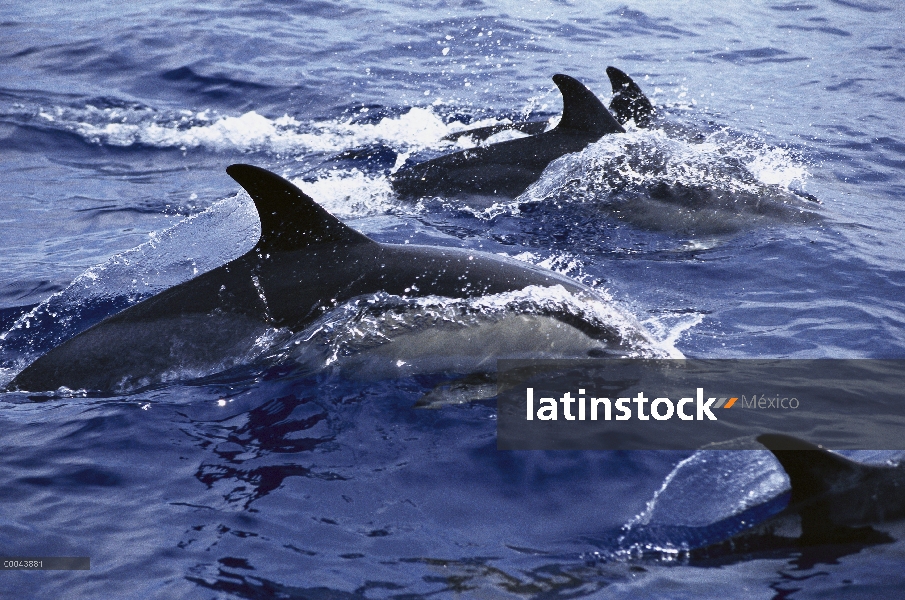 Pod de delfín (Delphinus delphis) común de la natación en superficie