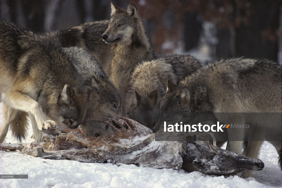 Paquete de lobo (Canis lupus) de alimentación en el canal de venado, Minnesota