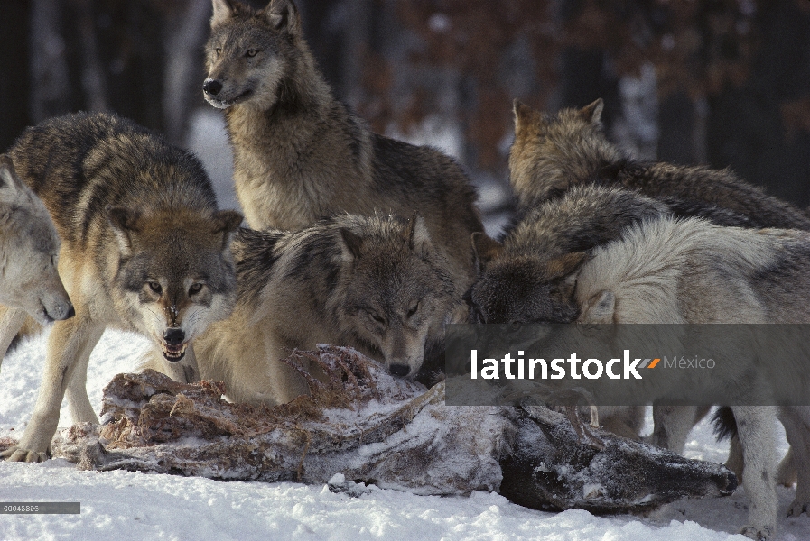 Paquete de lobo (Canis lupus) de alimentación en el canal de venado de cola blanca (Odocoileus virgi