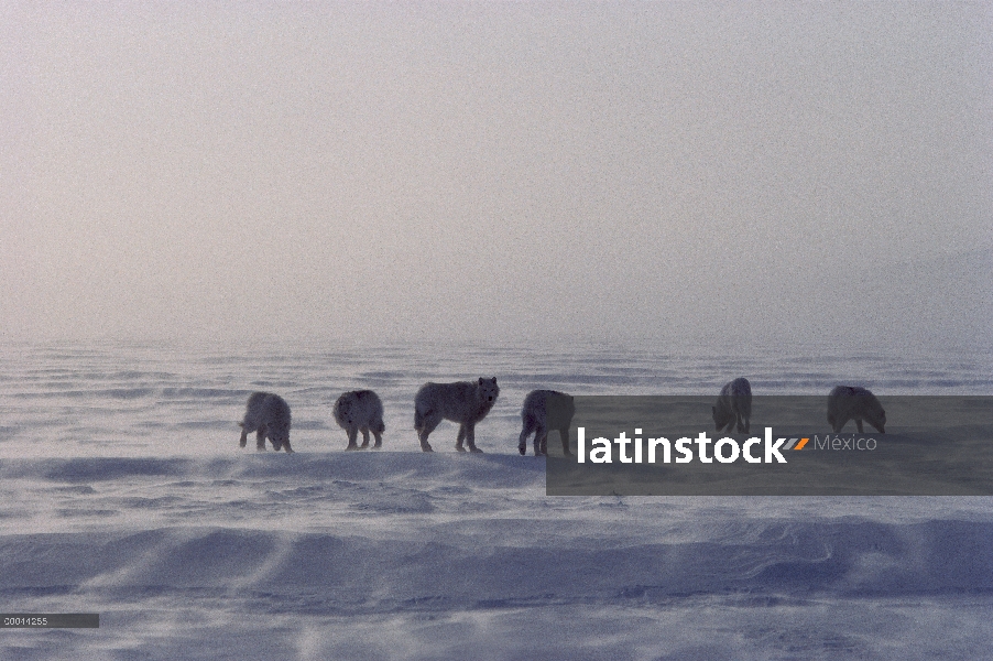 Paquete de lobo Ártico (Canis lupus) de seis sobre hielo barrido por el viento, isla de Ellesmere, N