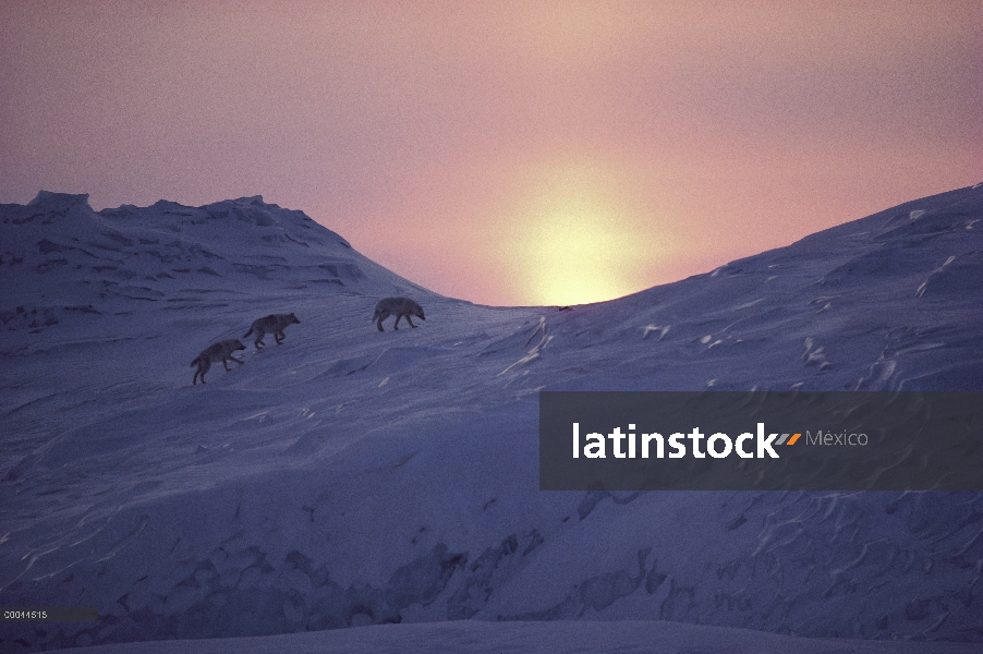 Grupo lobo Ártico (Canis lupus) en el iceberg al atardecer, isla de Ellesmere, Nunavut, Canadá