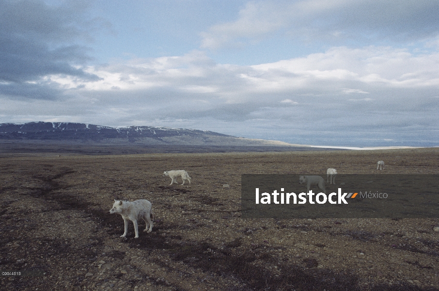 Paquete de lobo Ártico (Canis lupus) en la tundra, isla de Ellesmere, Nunavut, Canadá