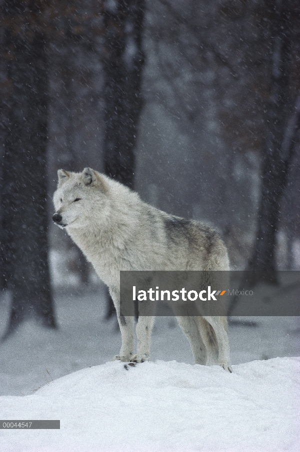 Lobo (Canis lupus) en luz Nevada, Minnesota