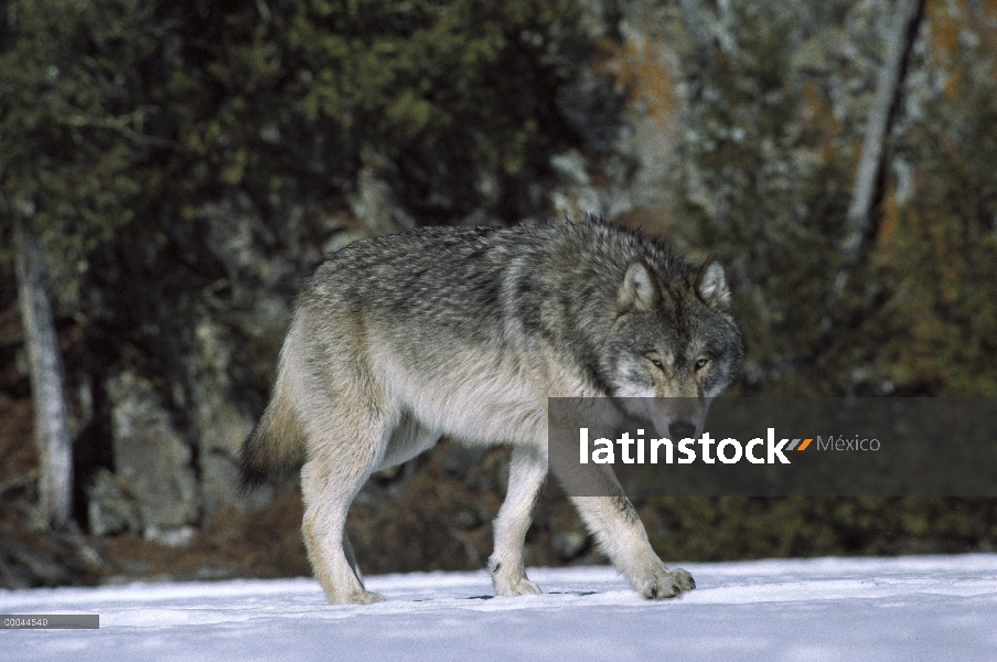 Lobo (lupus de Canis) caminando por la nieve helada, Minnesota norteño