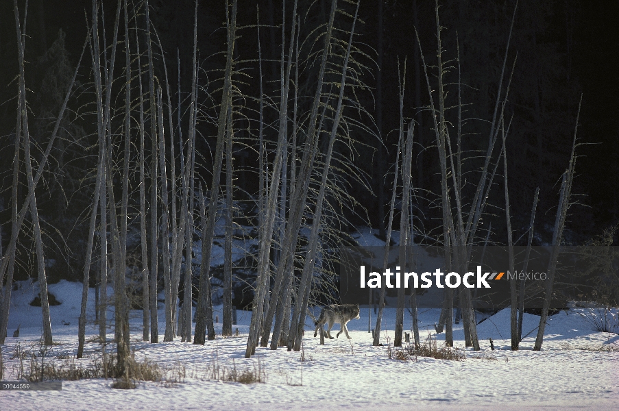 Lobo (lupus de Canis) caminando a través de árboles estériles en nieve, Minnesota