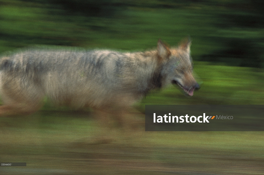 Lobo (Canis lupus) en ejecución, Minnesota