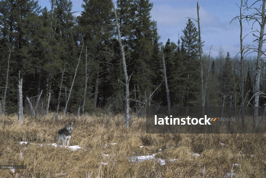 Lobo (Canis lupus) en campo abierto con nieve, América del norte