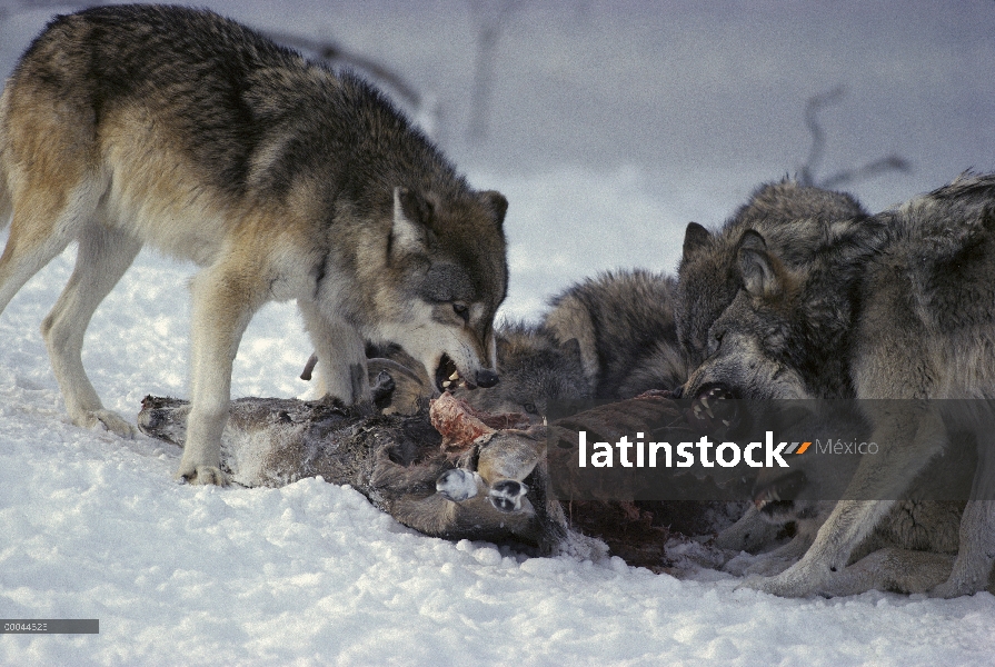 Paquete de lobo (Canis lupus) de alimentación en el canal de venado de cola blanca (Odocoileus virgi