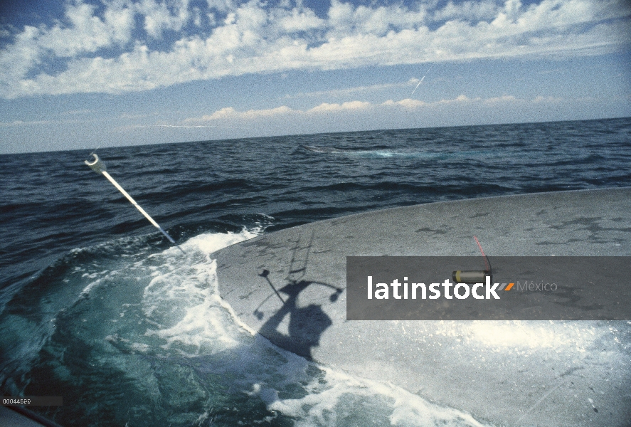 Ballena azul (Balaenoptera musculus) satellelite-tagged como investigación de parte de Bruce Mate, c