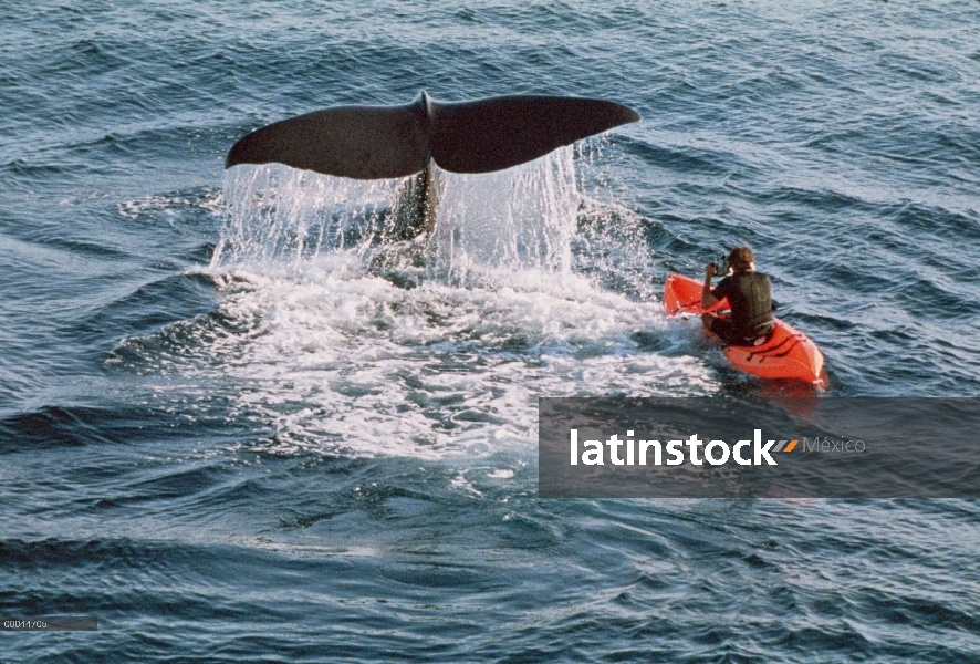 Fotógrafo Flip Nicklin en kayak fotografiando cola de ballena