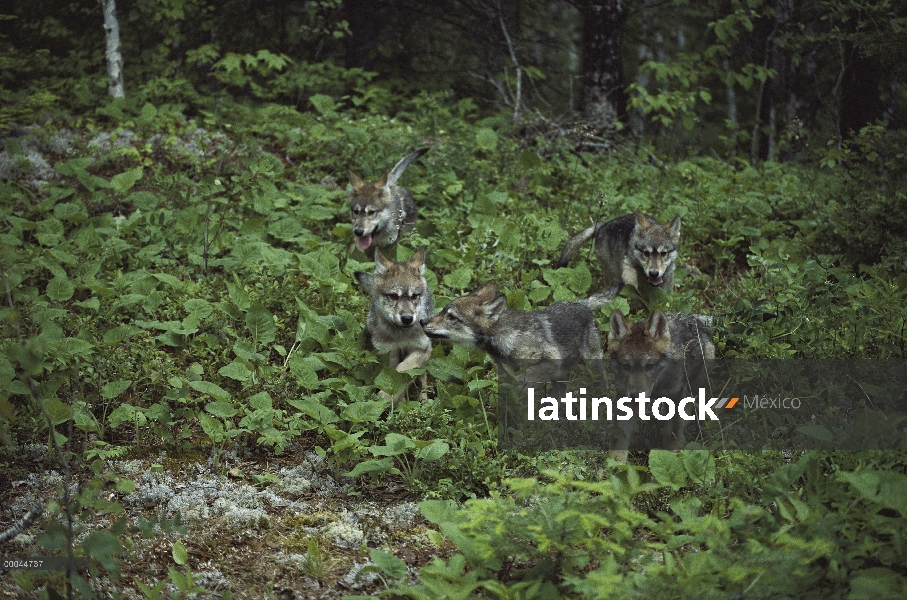 Lobo (lupus de Canis) cinco cachorros en bosque, Minnesota