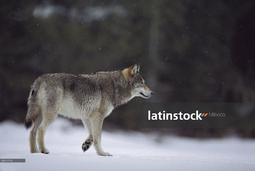 Lobo (Canis lupus) en ráfaga de nieve, Minnesota