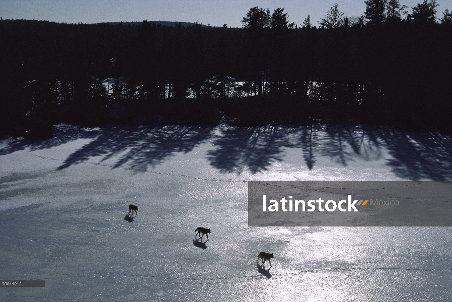 Trío de lobo (Canis lupus) cruzando el congelado lago, Minnesota