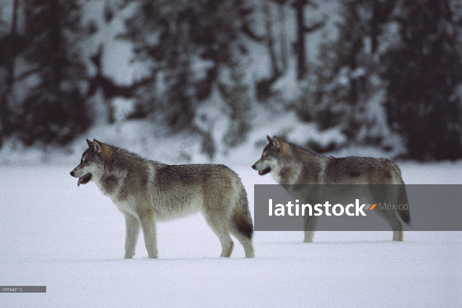 Par de lobo (Canis lupus) en lago congelado cubierto de nieve, norte de Minnesota