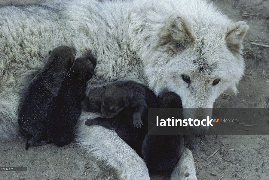 Madre de blanca-fase de lobo (Canis lupus) con cachorros recién nacidos, Minnesota