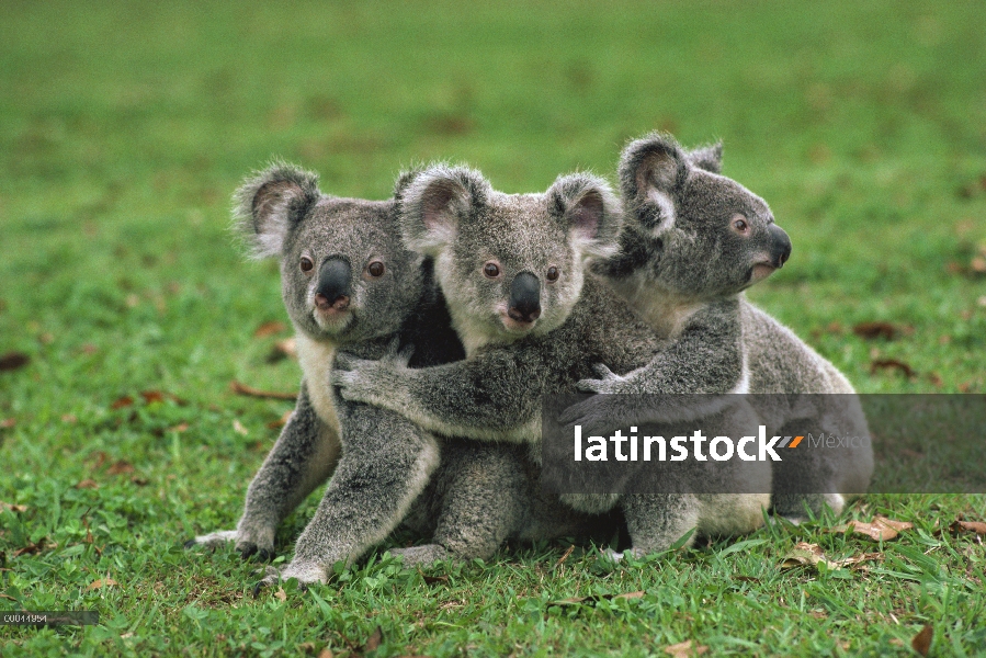 Trío de Koala (cinereus de Phascolarctos) en línea, Australia