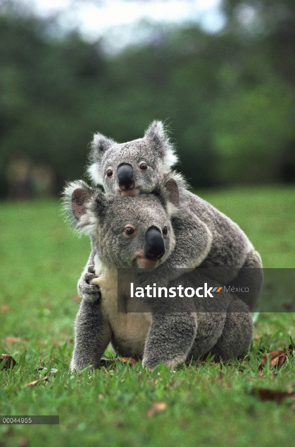 Koala (cinereus de Phascolarctos) en la parte posterior, Australia