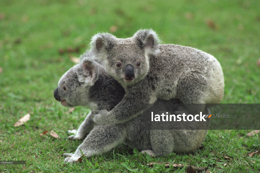 Par de Koala (cinereus de Phascolarctos) con uno en la espalda de un amigo, Australia