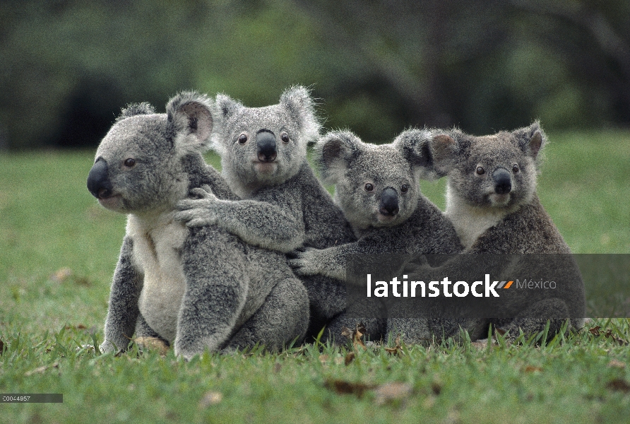 Grupo Koala (cinereus de Phascolarctos) en línea, Australia