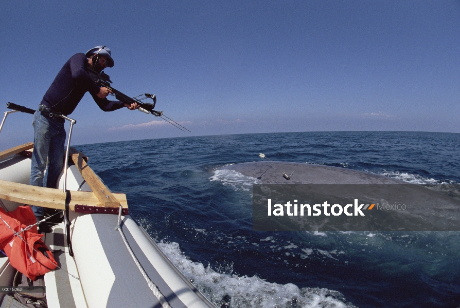 Ballena azul (Balaenoptera musculus) con el investigador Bruce Mate en barco intentando conectar sat