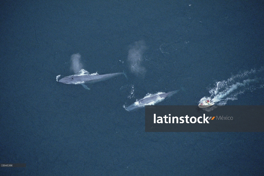 Par de ballena azul (Balaenoptera musculus) con el investigador Bruce Mate en barco de instalar saté