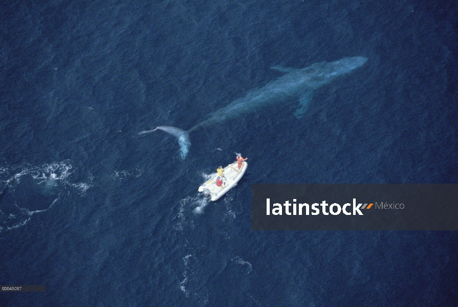 Ballena azul (Balaenoptera musculus) con el investigador Bruce Mate en barco intentando conectar sat