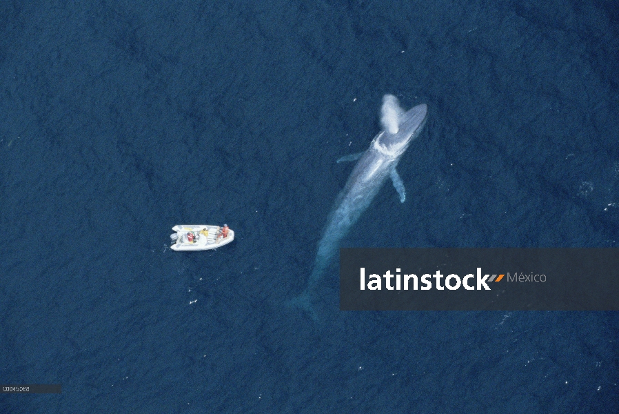 Ballena azul (Balaenoptera musculus) con el investigador Bruce Mate en barco intentando conectar sat