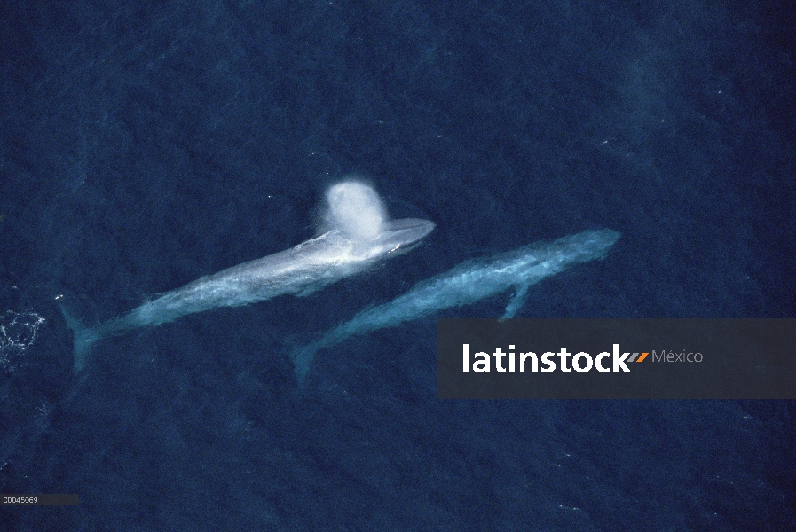 Azul par de ballena (Balaenoptera musculus) superficie, Santa Barbara, California