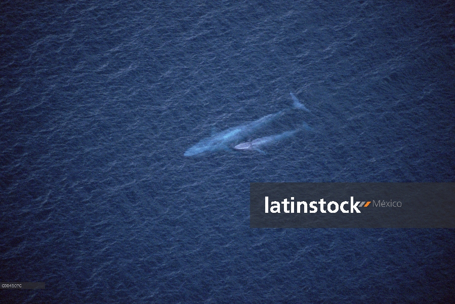 Azul par de ballena (Balaenoptera musculus) superficie, Santa Barbara, California