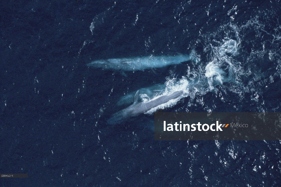 Ballena azul (Balaenoptera musculus) grupo emergencia, Santa Barbara, California