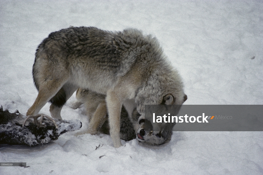 Lobo (lupus de Canis) afirmando la dominación sobre miembro del paquete de matar, Minnesota